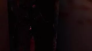 Kity insect