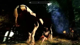 Horse video 79