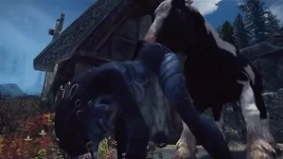 Horse video 74