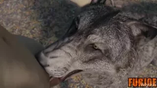 Wolf Blowjob | Furjoe