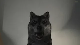 Human male x female Wolf