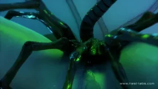 Aerith and Facehugger
